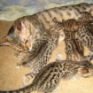 Предлагаются к бронированию бенгальские котята